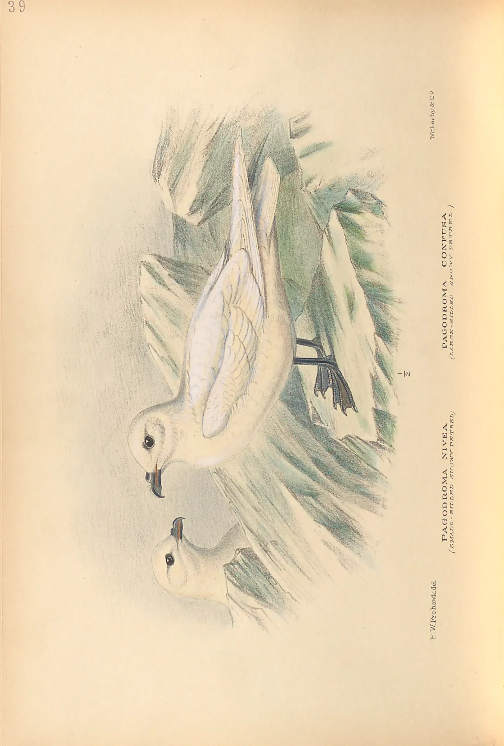 Historical bird plate: Identification needs research