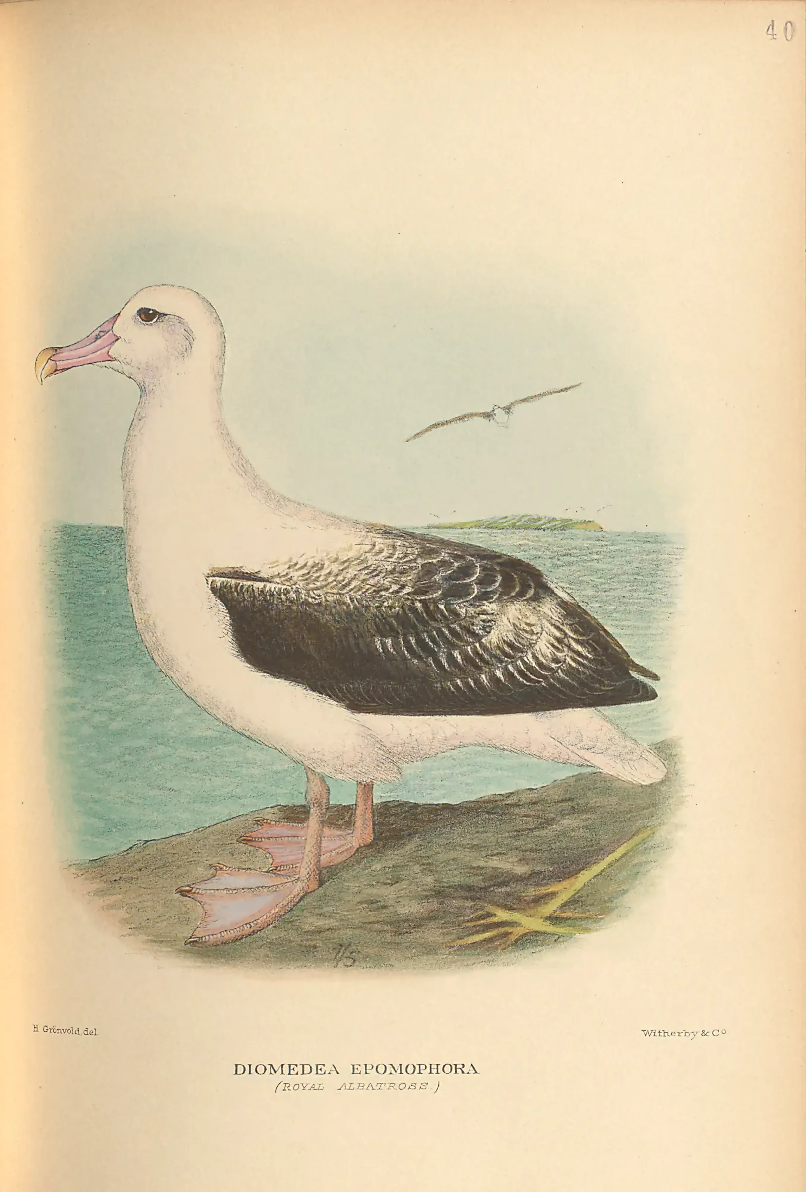 Historical bird plate: Southern Royal Albatross