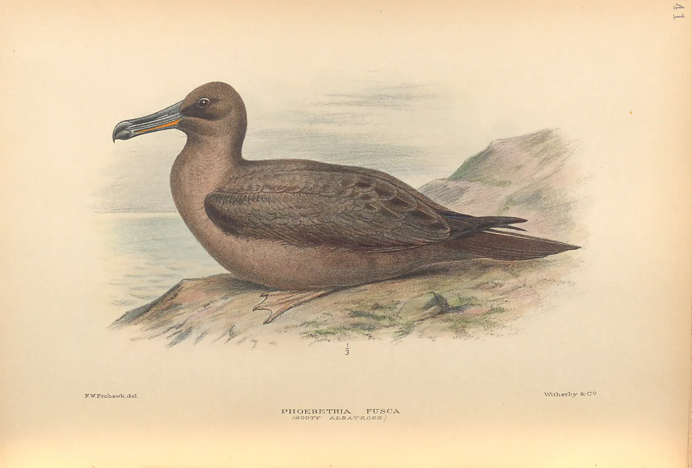 Historical bird plate: Sooty Albatross