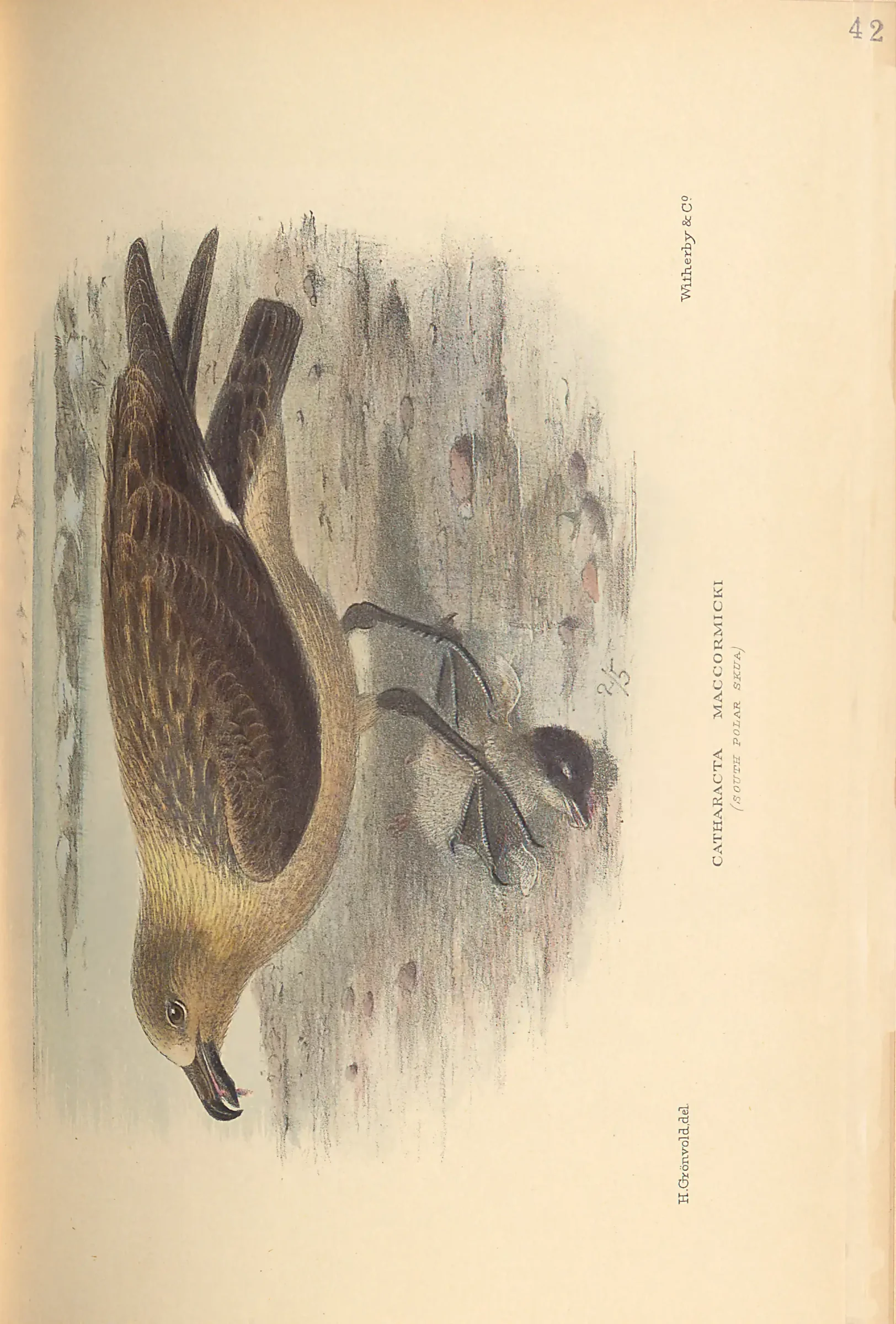 Historical bird plate: Identification needs research