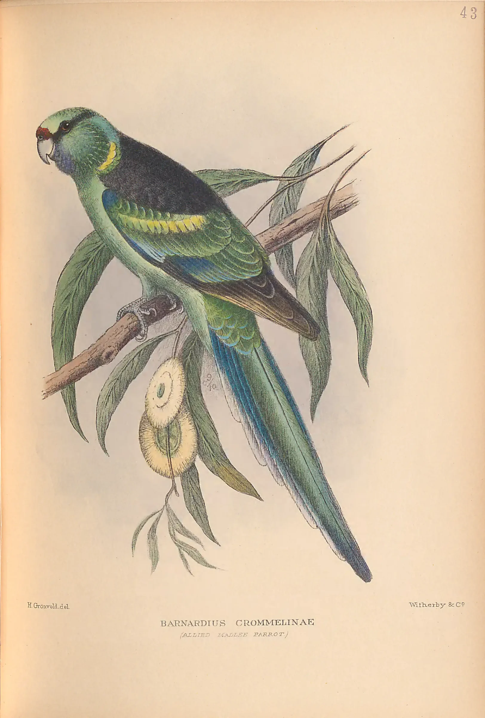 Historical bird plate: Identification needs research