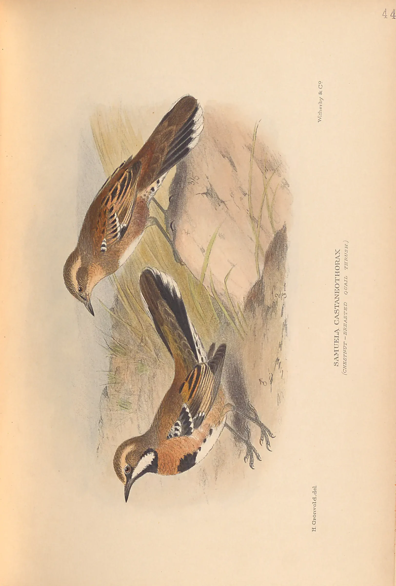 Historical bird plate: Identification needs research