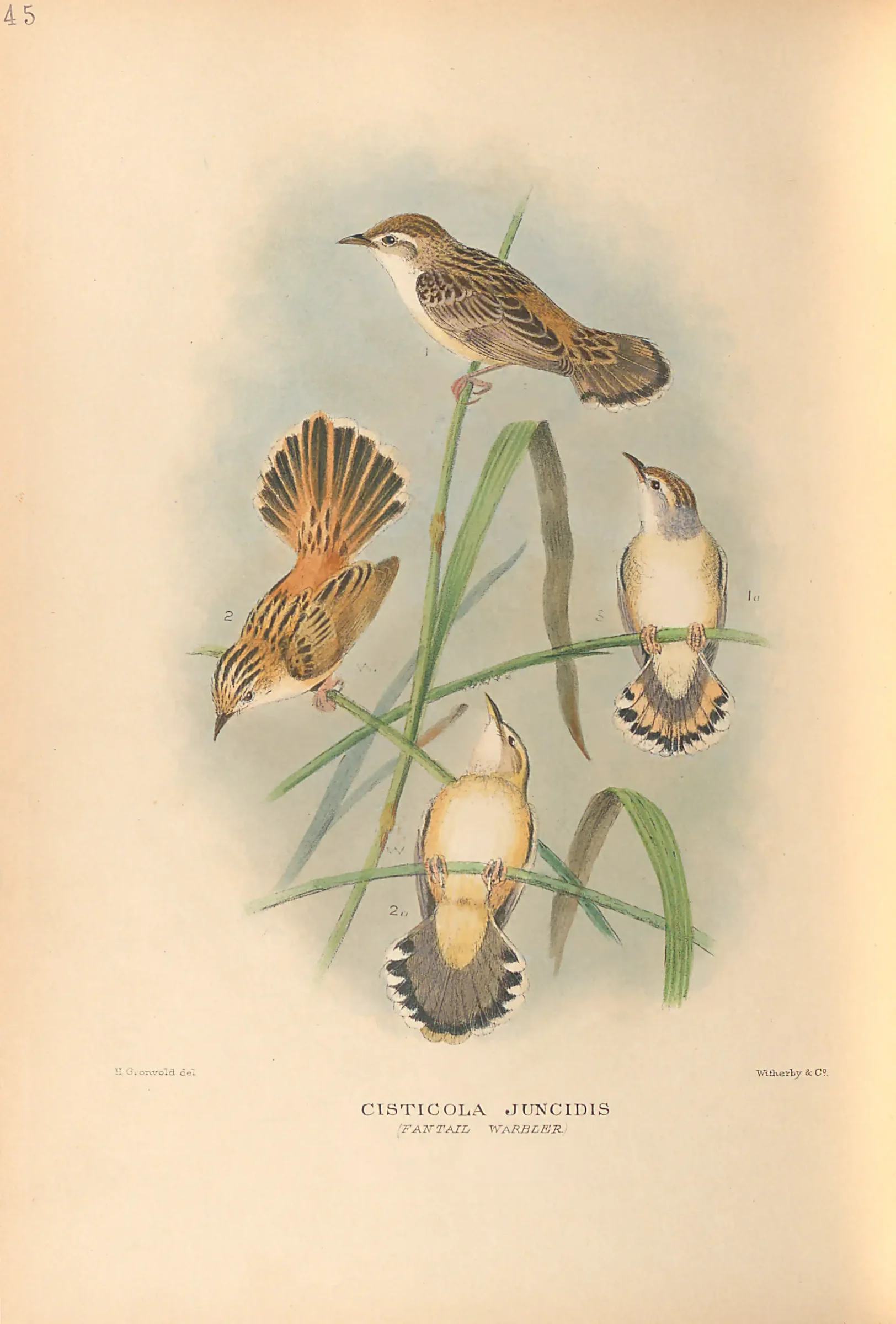 Historical bird plate: Identification needs research